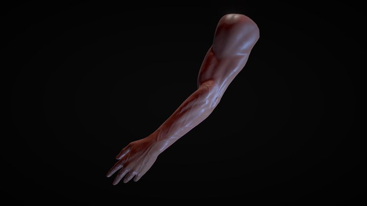 Realistic Arm Model 3D Model