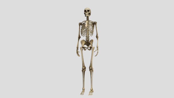 Human skeleton 3D Model