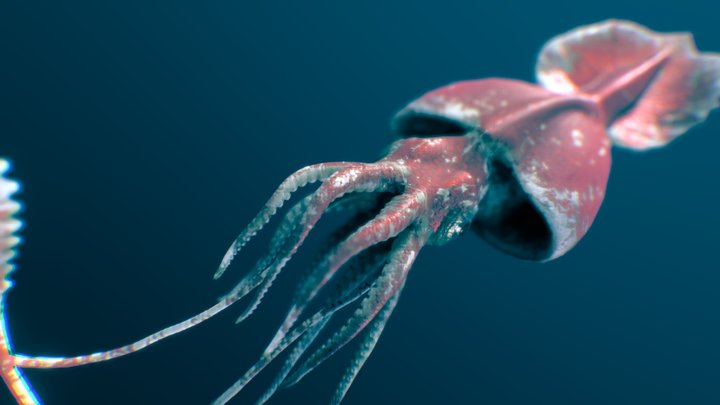 Colossal Squid 3D Model
