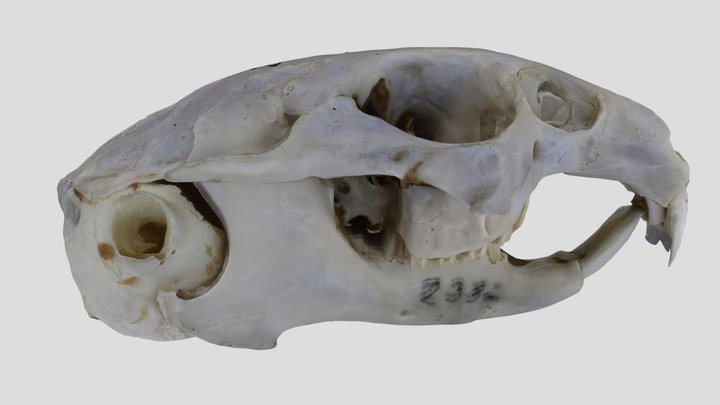 UWYMV:Mamm:2332, Ochotona princeps, Skull – Gratis 3D-model STL