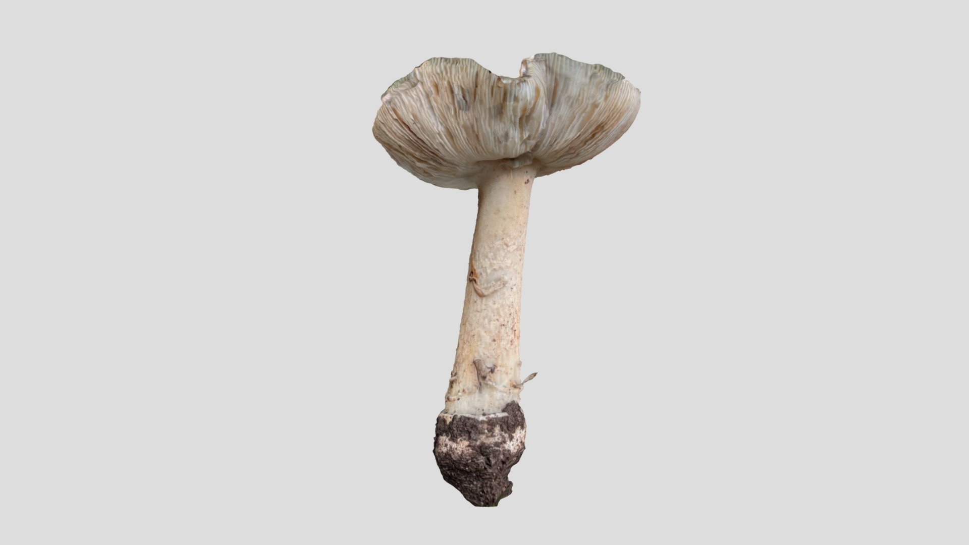 Mushroom