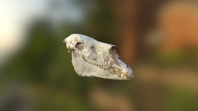 Horse Fossil 3D Model