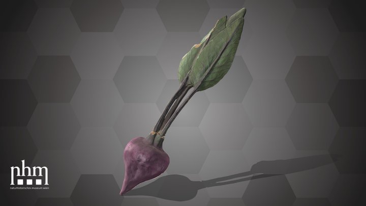 Beetroot (NHMW-AFW-DING-0046-029) – Kostenloses 3D-Modell STL