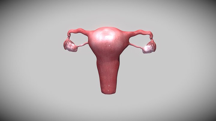 Uterus and Fallopian tubes 3D Model