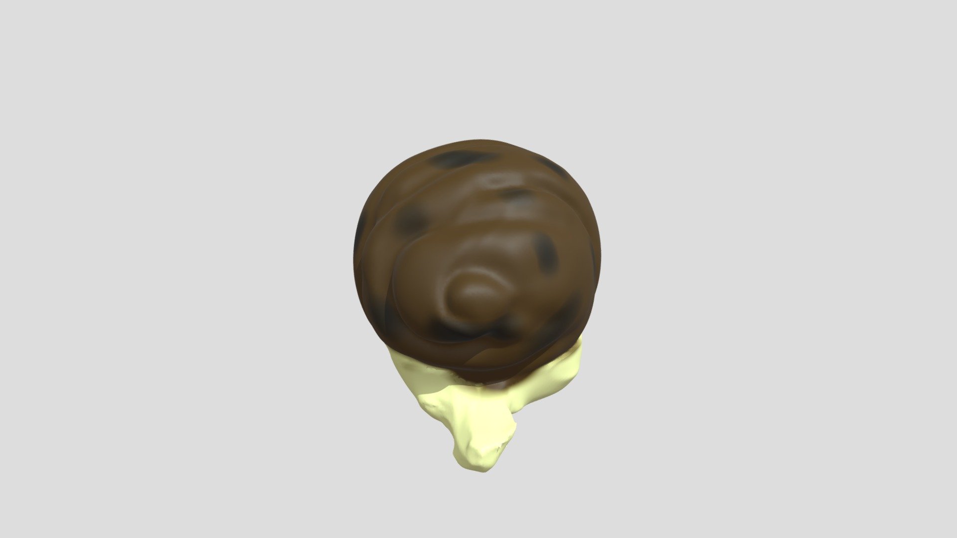 snail ?