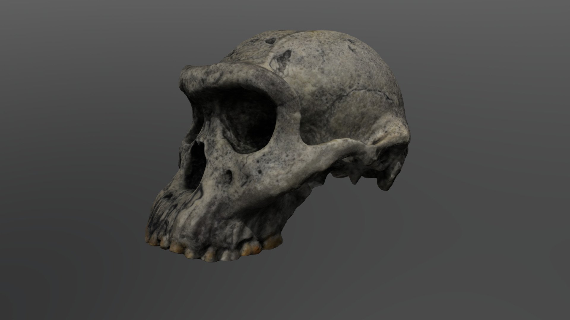 Homo erectus Cranium (Dmanisi 5)