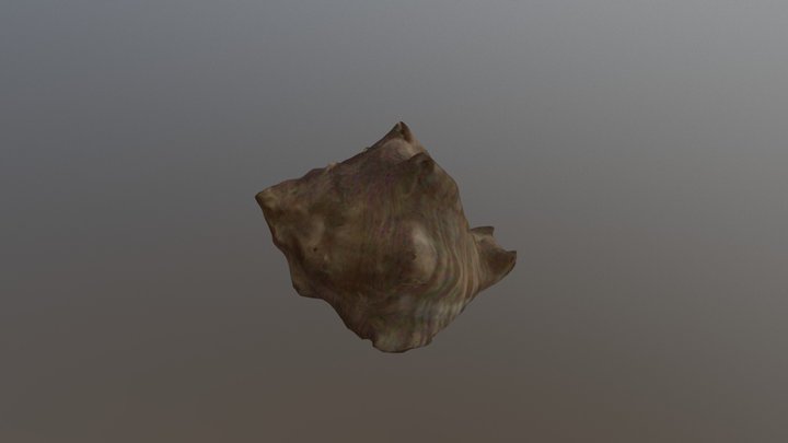 Shell 3D Model