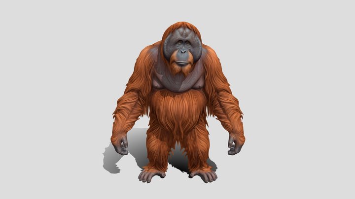 Orangutan animal 3d model free