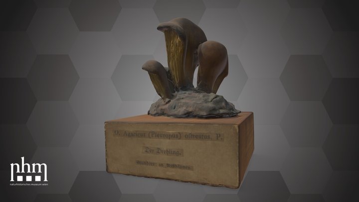 Agaricus ostreatus (NHMW-AFW-DING-0091-003) – Modello 3D gratuito STL