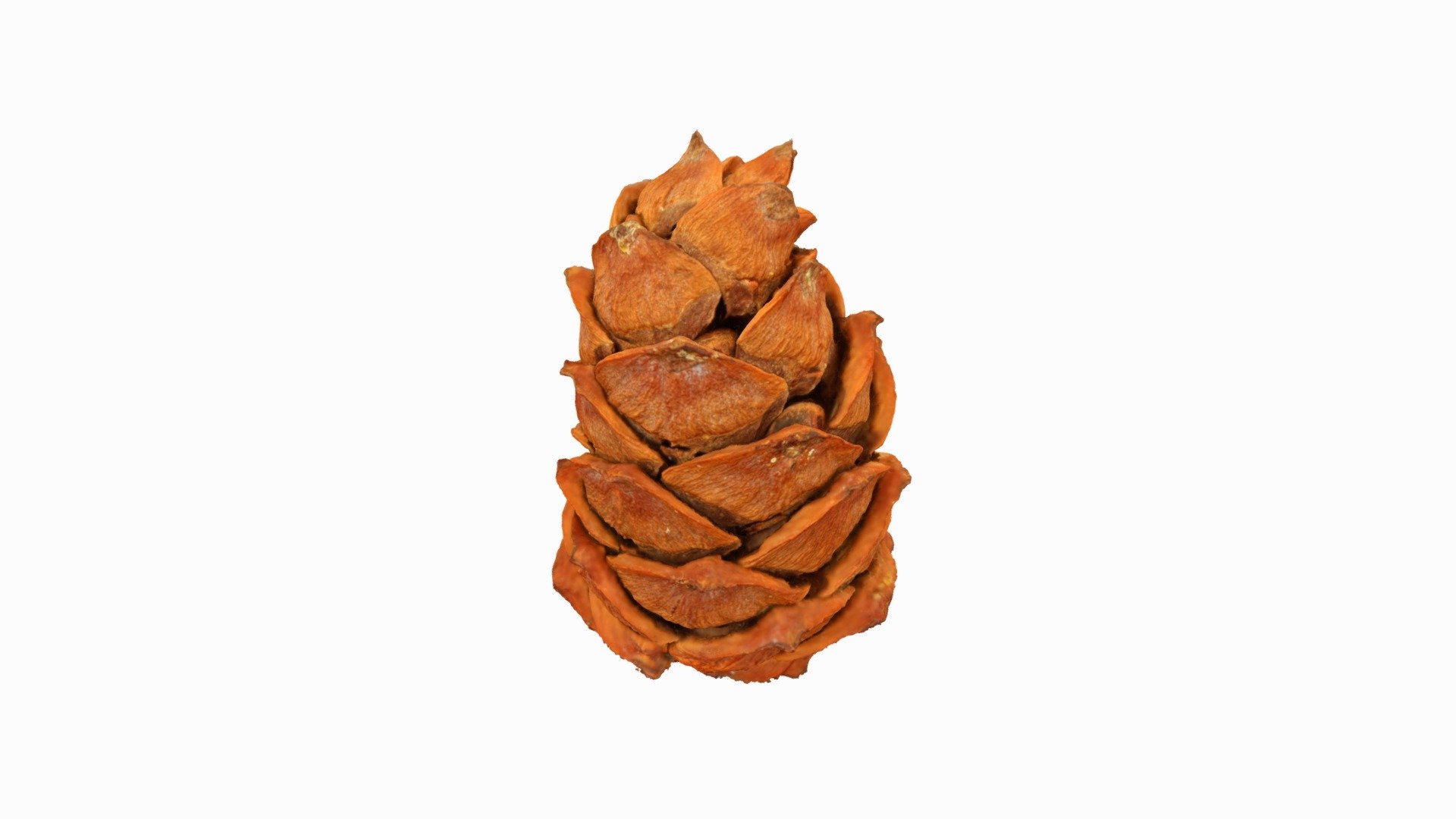 Шишка кедрового стланика. Pine cone low