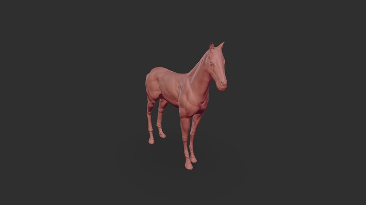 Horse anatomy study - Game Version 3D Model