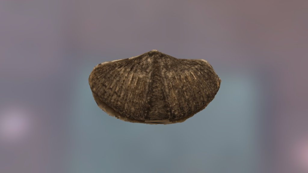 Brachiopod 11 — Sketchfab embed 3D viewer