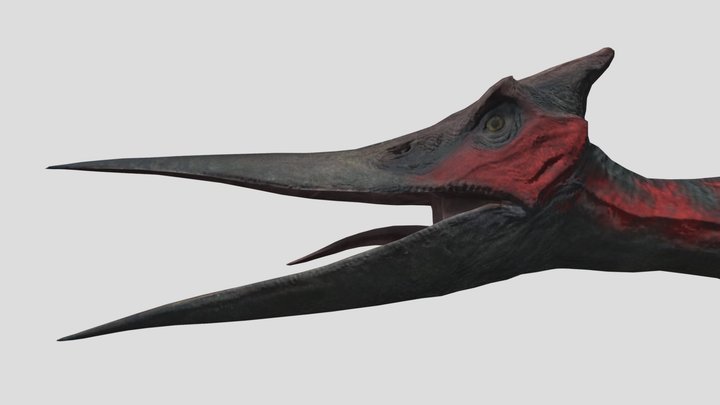 Pteranodon 2015D 3D Model