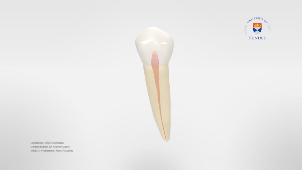 Mandibular Second Premolar - Endodontic - 3D model by University of ...