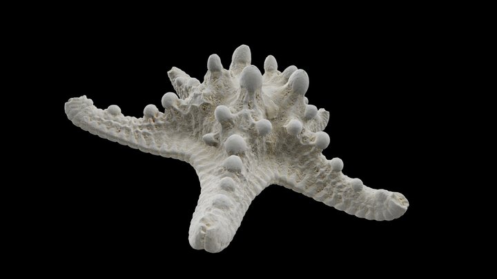 White Armoured Starfish 3D Model