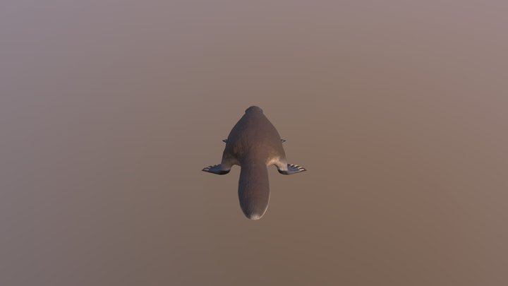 Platypus 3D Model