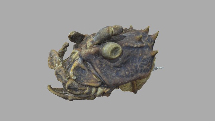 Head of Haaniella dehaanii 3D Model