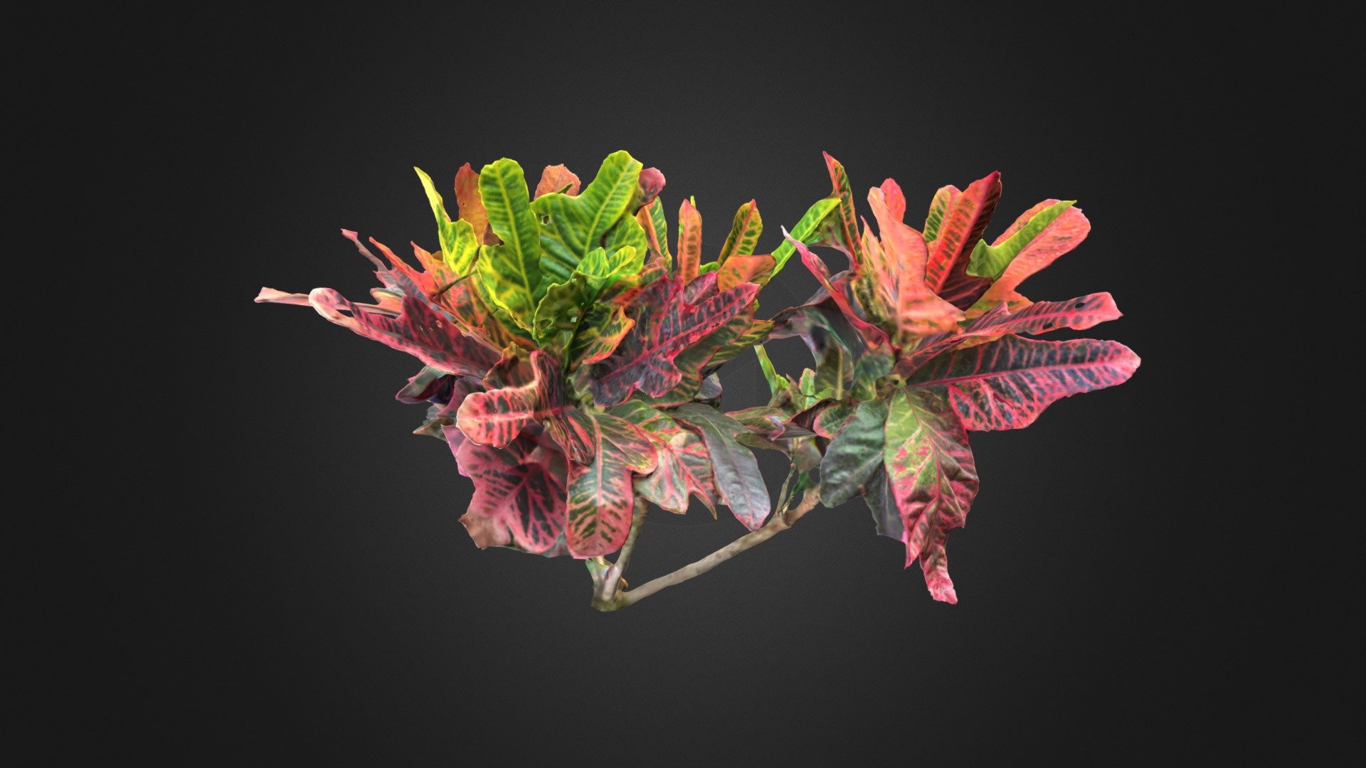 Croton - Arbustos - Download Free 3D model by 3D_UTPL [63124f0] - Sketchfab