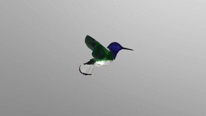 Bird Hover To Sitting 3D Model
