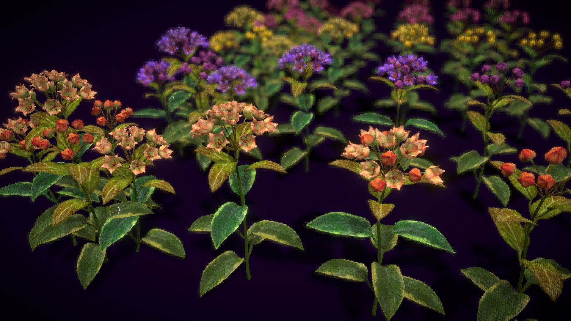 flower-hoya-archboldiana-buy-royalty-free-3d-model-by-vustudios
