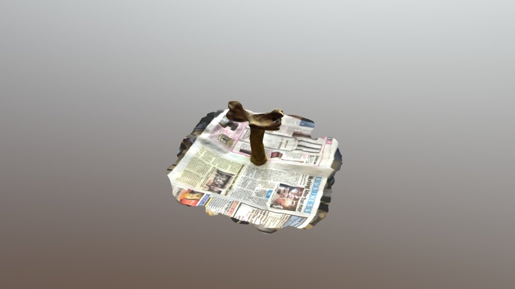Seal Bone 2