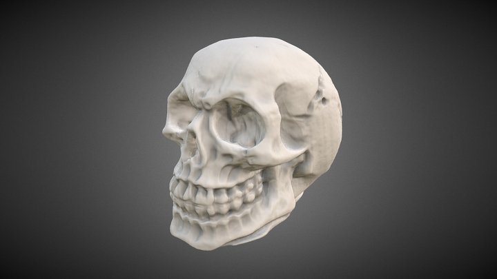 Scull scan 3D Model