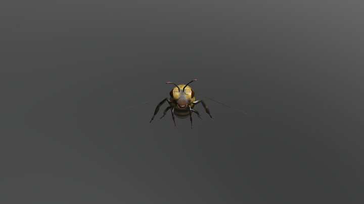 honeybee 3D Model