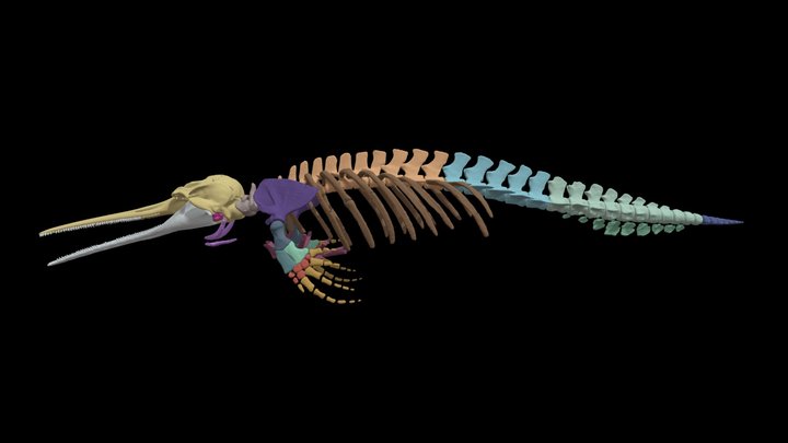 Pontoporia blaivillei | MZUSP29887 3D Model