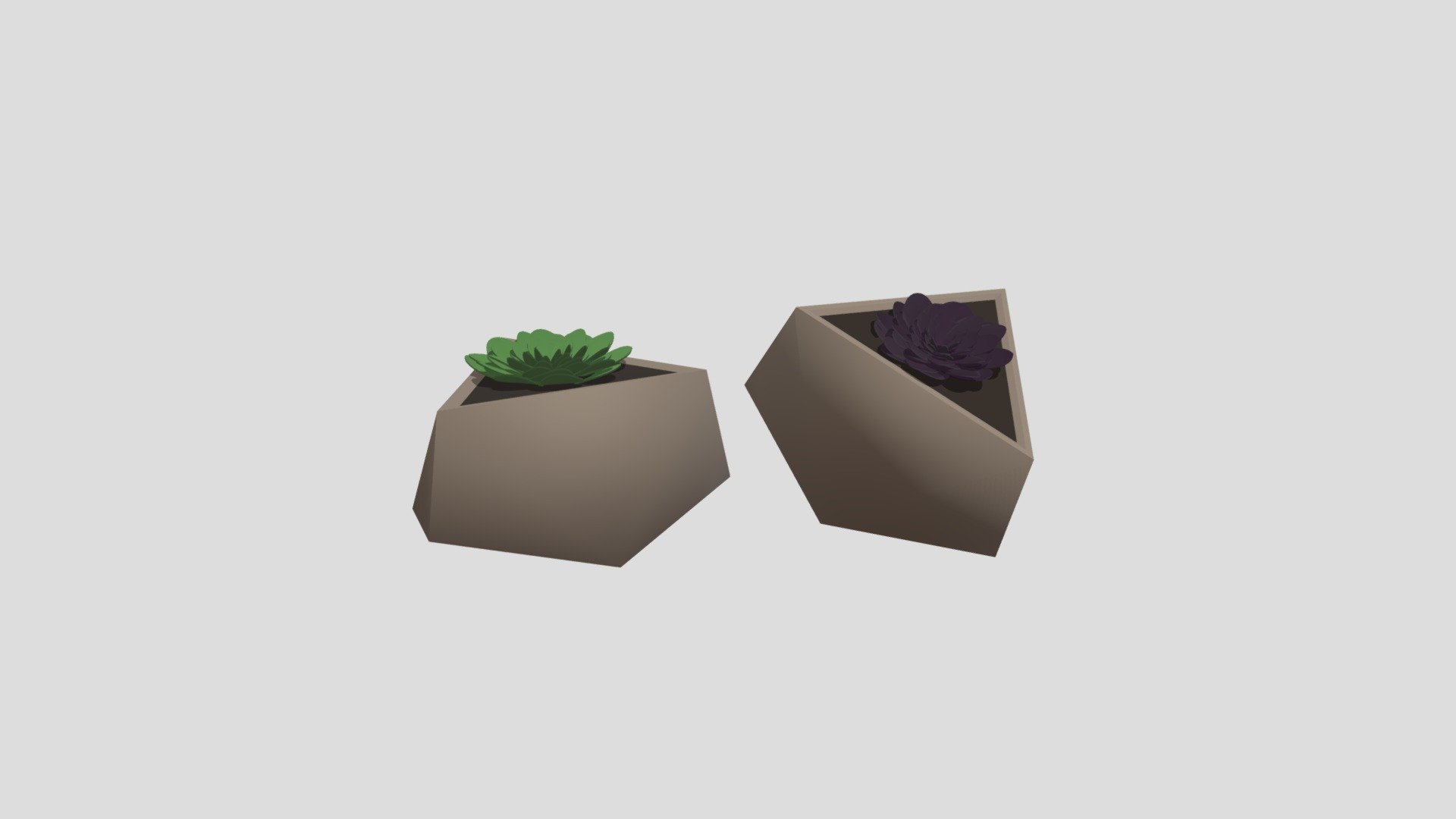 Aeomium plant from Poly by Google