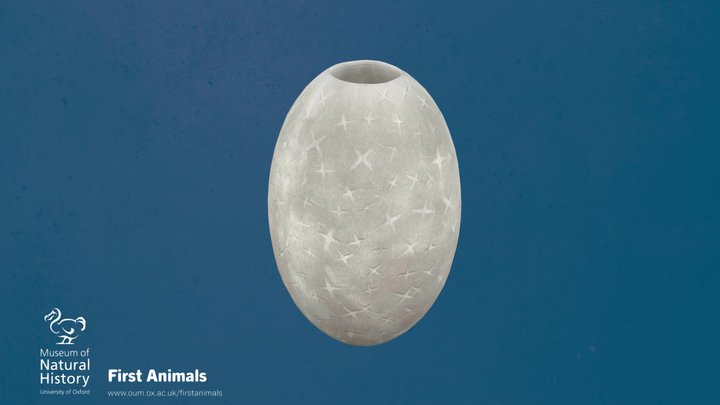 Saetaspongia densa – Free 3D Model STL