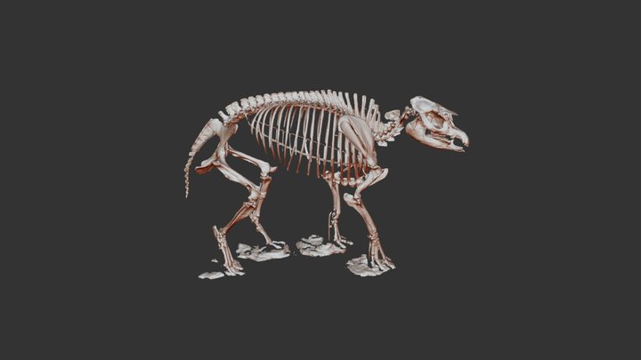 ETMNH 3519 'Snapir' Skeletal Mount (PRELIMINARY) 3D Model