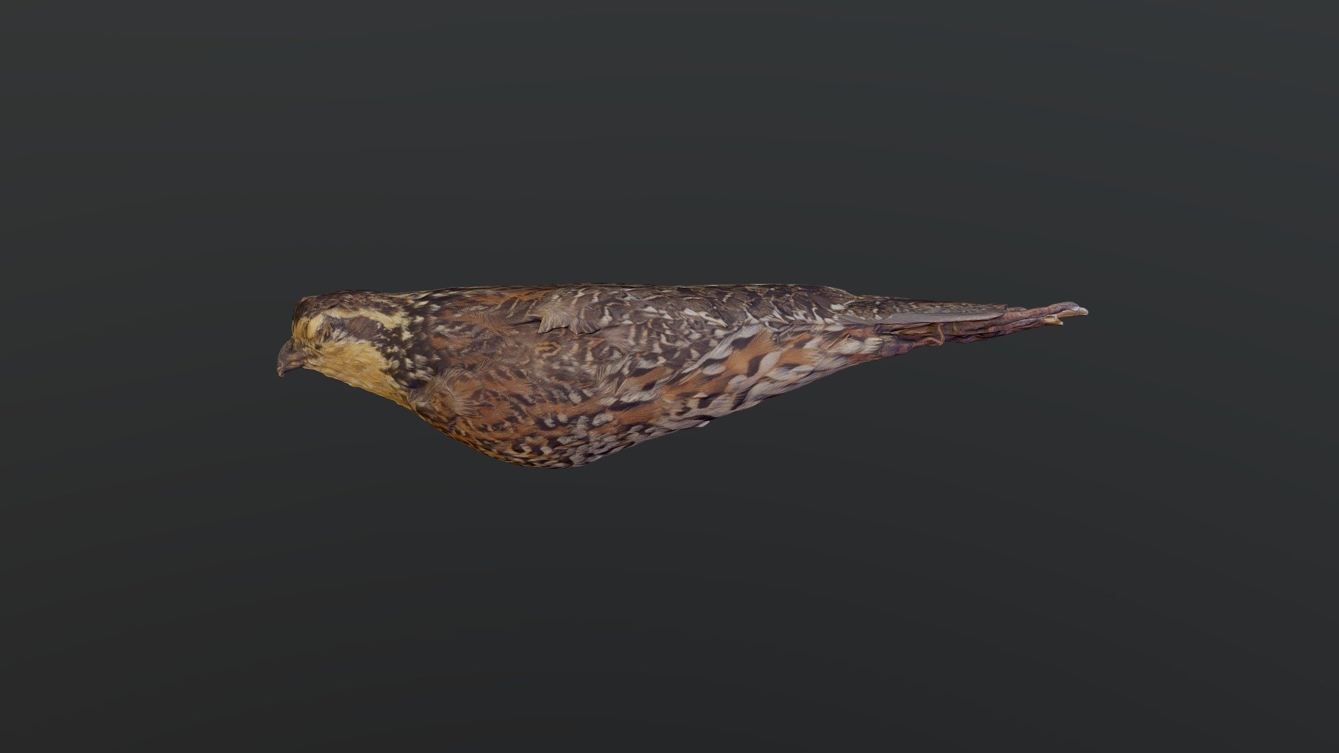 Northern Bobwhite - Colinus virginianus