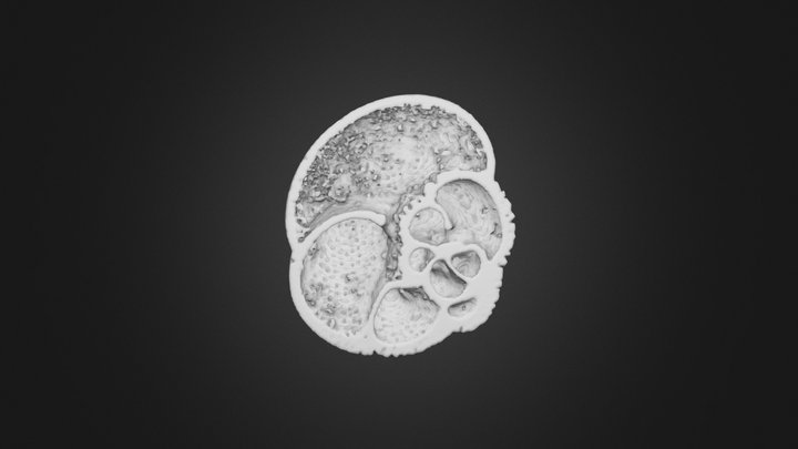 Globorotalia scitula half shell 3D Model