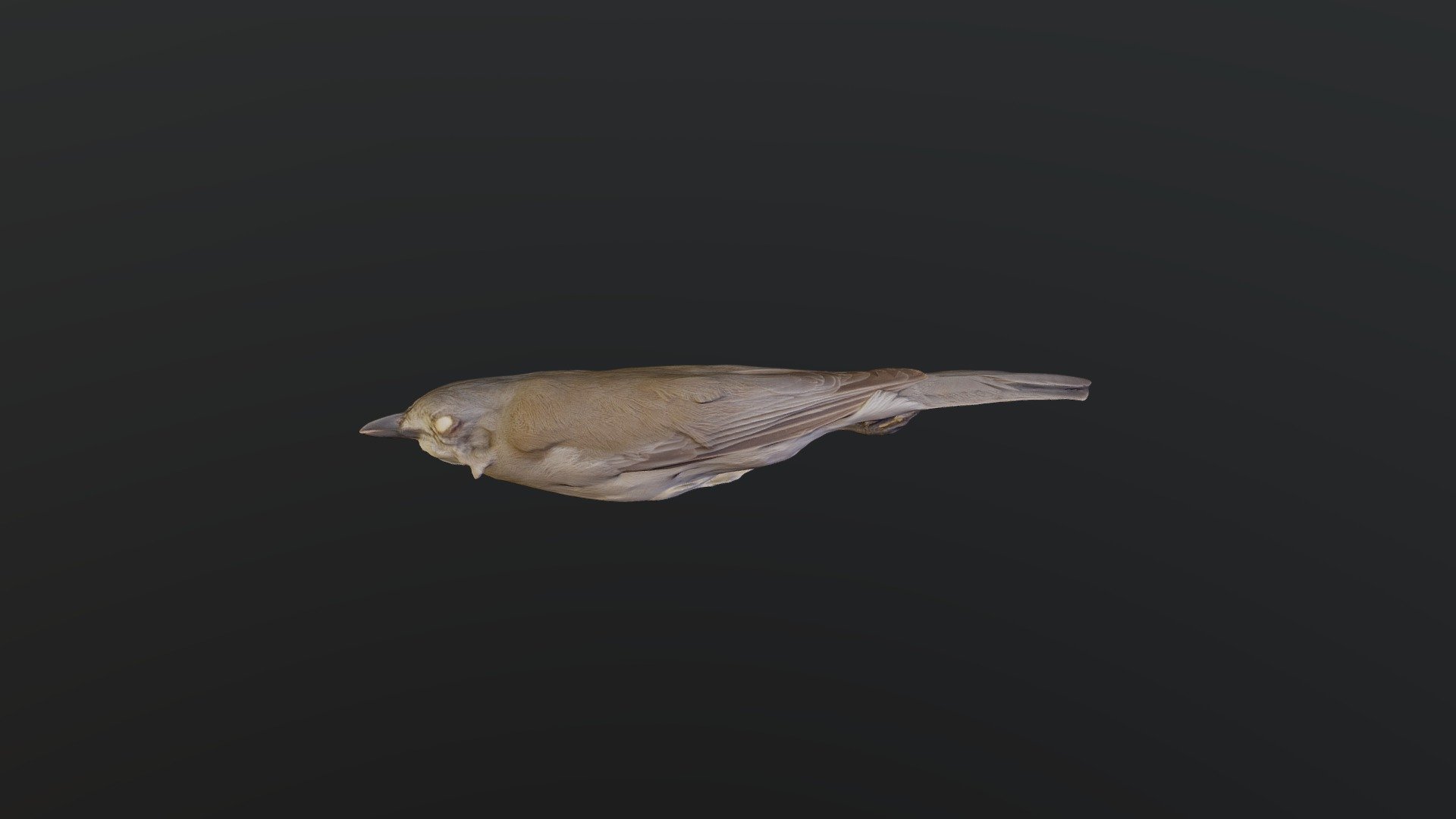 Gray Shrikethrush - Colluricincla harmonica