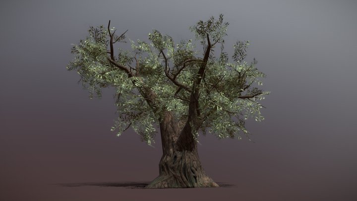 Old olive tree 3D Model