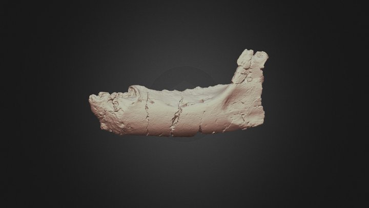 Mochlodon vorosi dentary / alsó állkapocs 3D Model