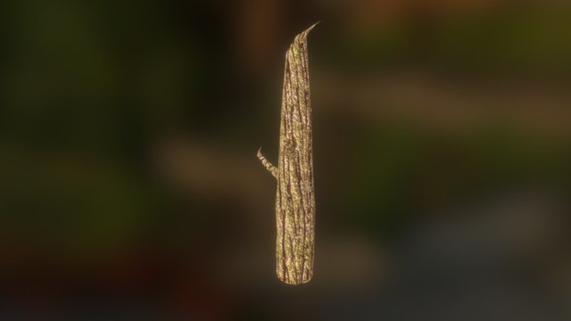 Tree 3D Model