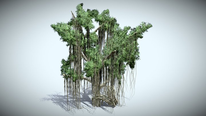 Tree_Chinese_Banyan 3D Model