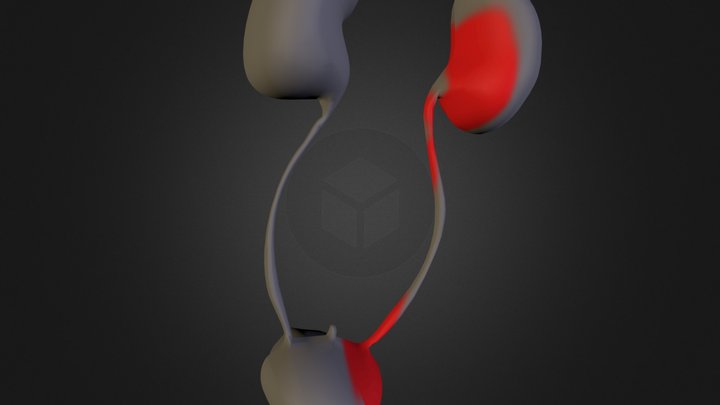 kidneys 3D Model