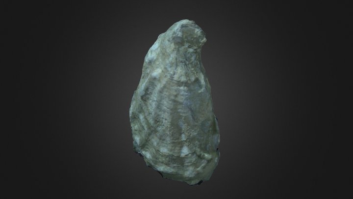 Oyster Scan 1 - Simplified 3D Model