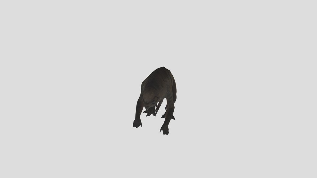 distortus rex