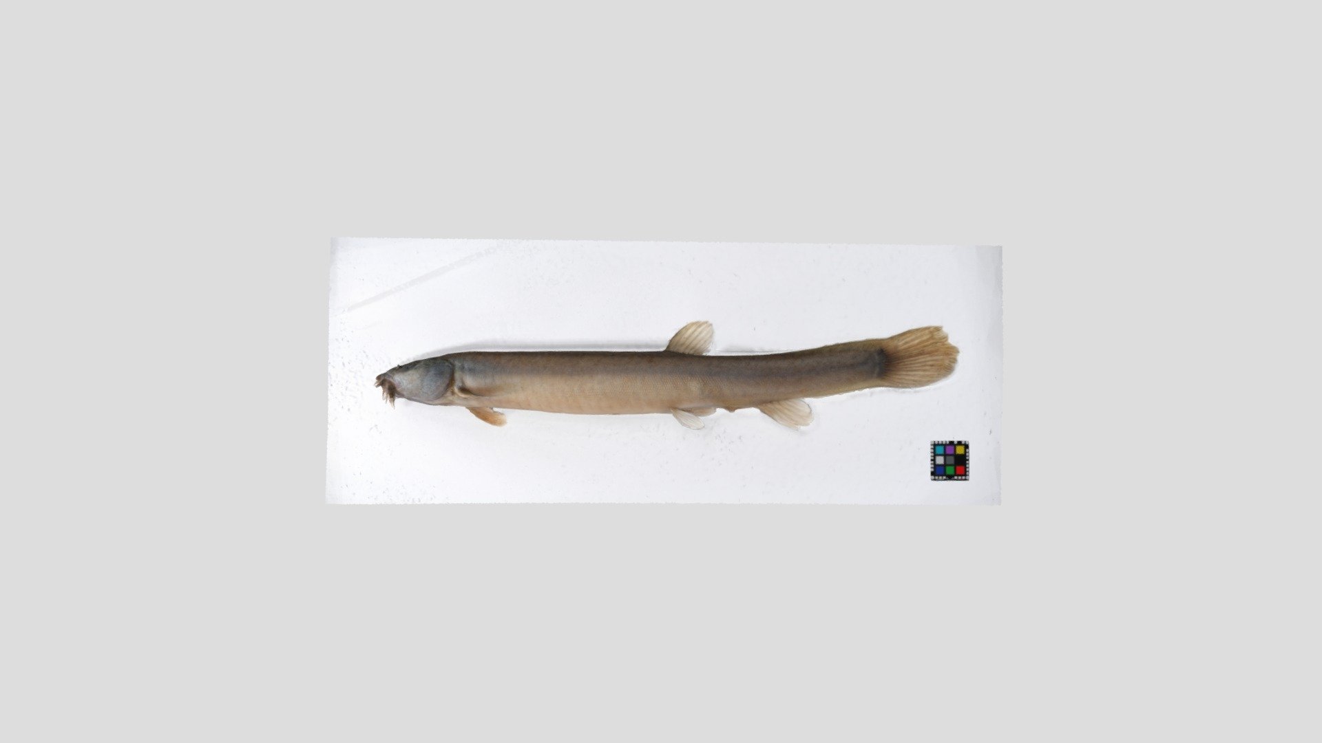 ドジョウ【側面のみ】Misgurnus anguillicaudatus