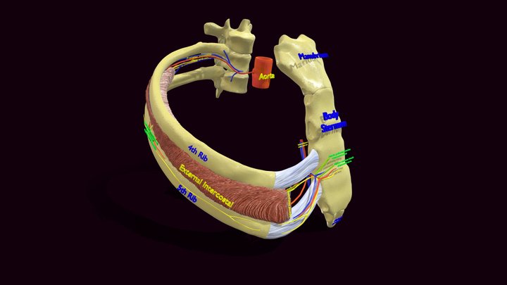 Intercostal space anatomy 3D Model