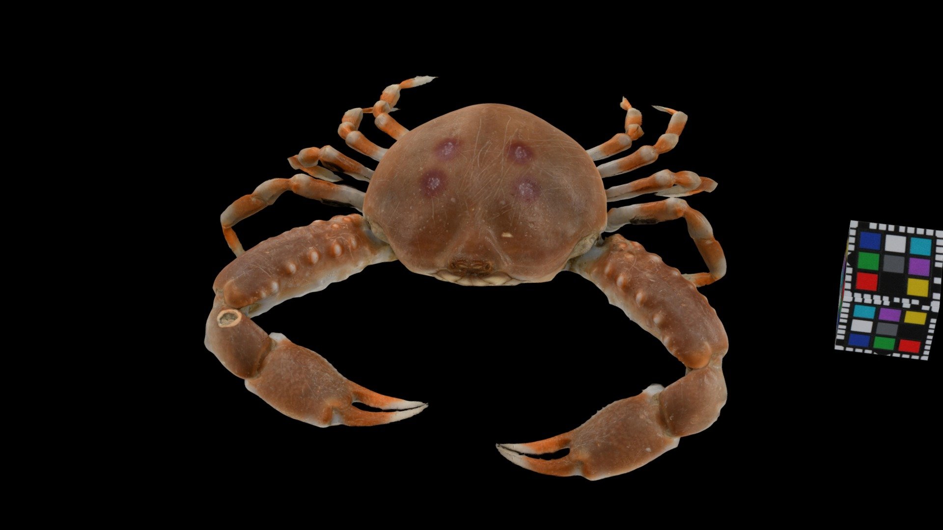 ヨツメコブシ ♂ Pebble Crab, Leucosia unidentata - Download Free 3D model by ...