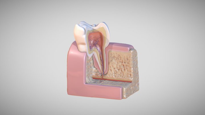 2023 Dental Model 3D Model