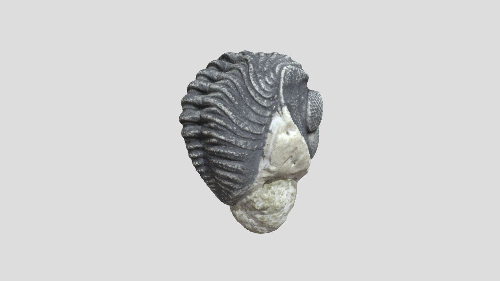 unknown specimen Download Free 3D model by BCGeology [633bd6e