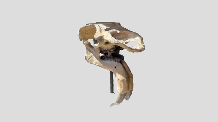 Ice Age Fossil - Megafauna 3D Model