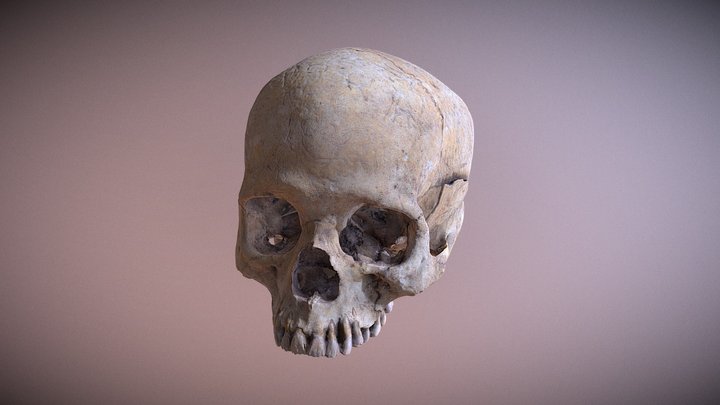 Acatlima skull 3D Model