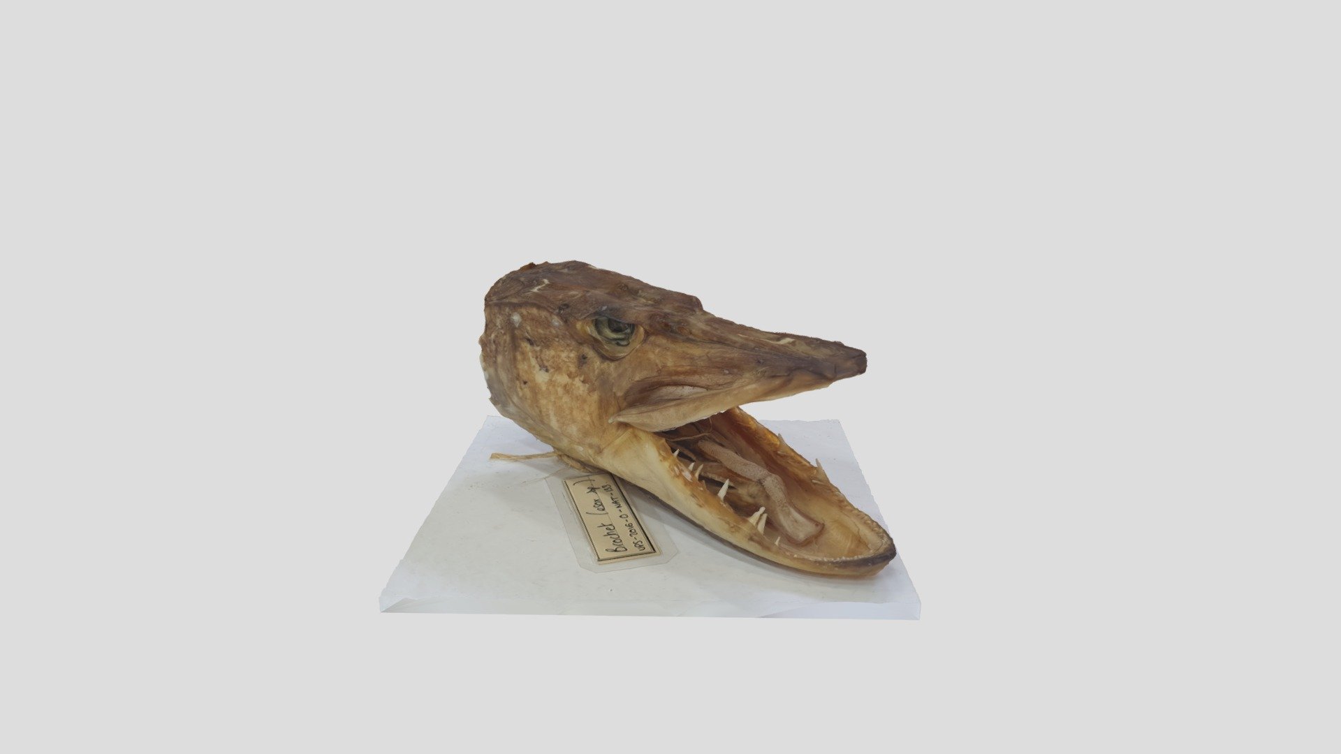 Brochet (Esox lucius) tête