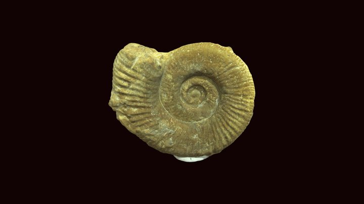Dichotomosphinctes elisabethae ammonite